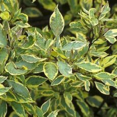 5023242998824 1 Cornus alba Spaethii.jpg